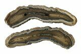 Mammoth Molar Slices In Case - South Carolina #335377-1